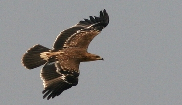 Imperial Eagle (native to Persia) in flight